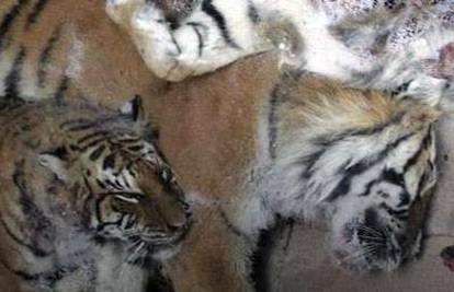 Sedam tigrova i lav uginuli u cirkusu na - 36 Celzijusa