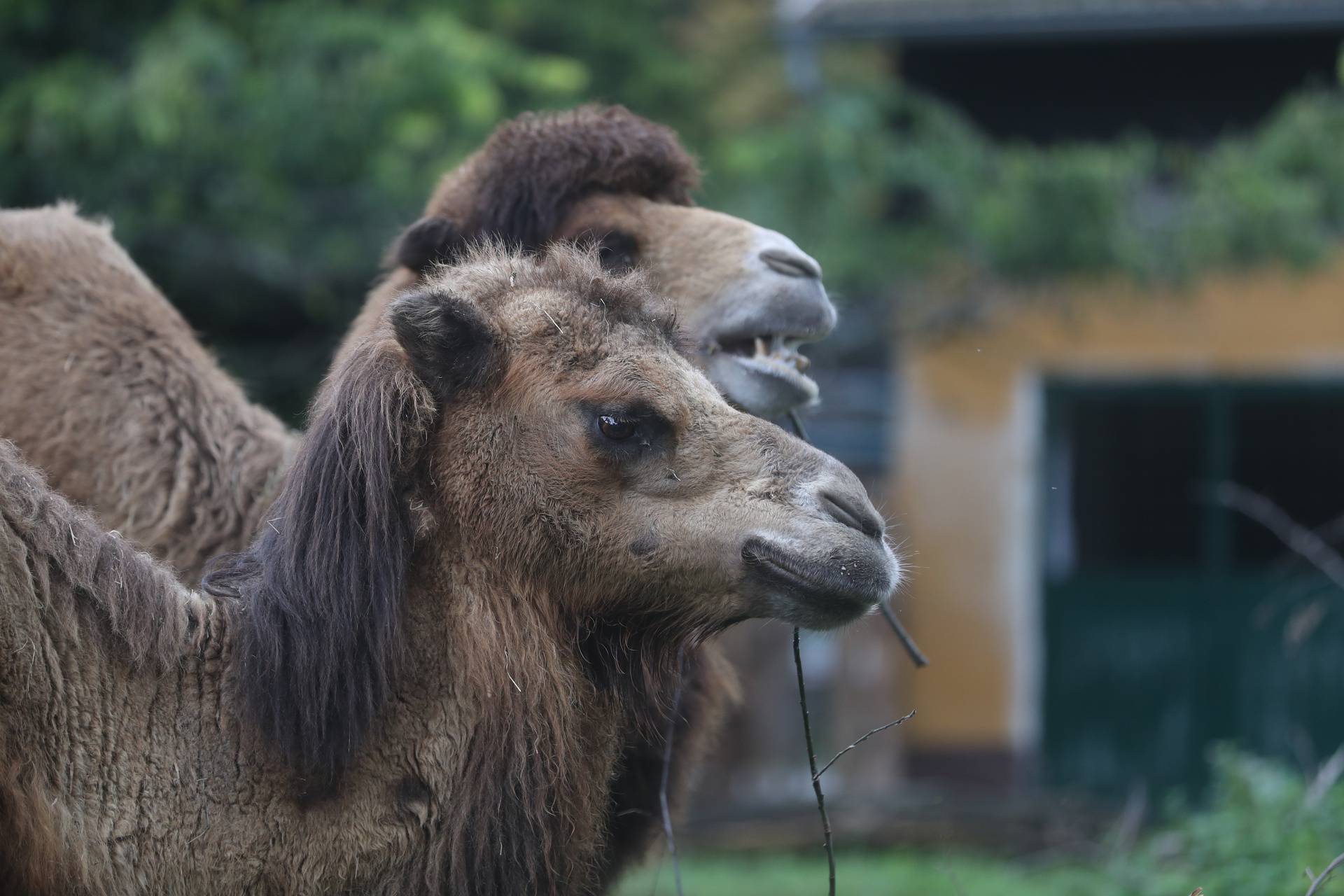 Parovi ZOO vrta ne skrivaju da se vole: '10 godina su zajedno'