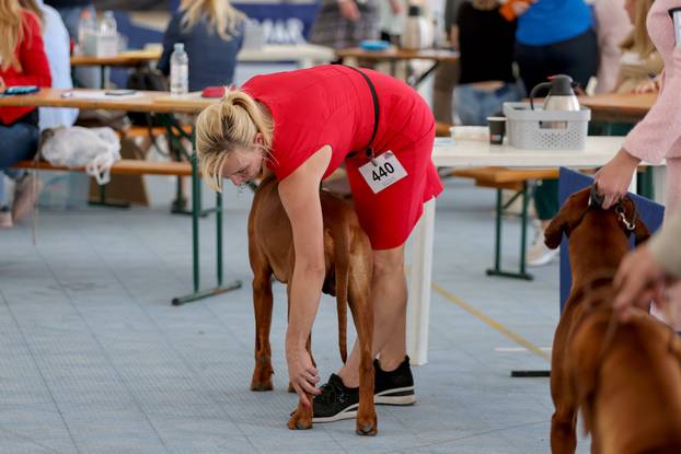 Zaton: Međunarodna izložba pasa pod nazivom CACIB Zadar 2025