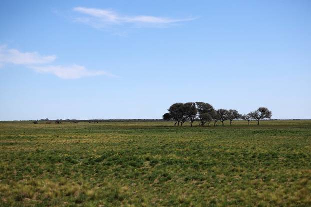 An Argentine town battles a parrot invasion