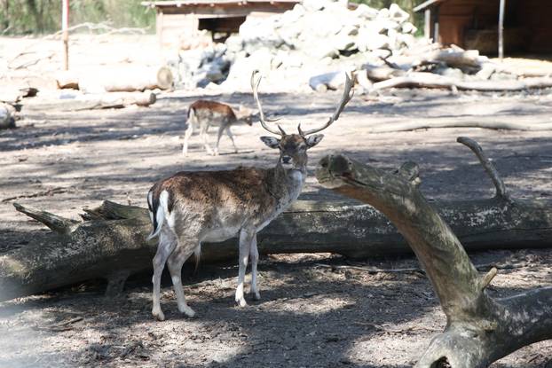 Osijek: Uskršnji ponedeljak u ZOO vrtu