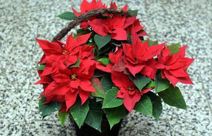 Božićna zvijezda - najomiljeniji zimski cvijet
