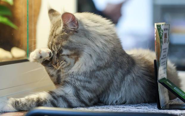 Zagreb: Emilija i Amer Alaydi otvorili su kafić Animal caffe