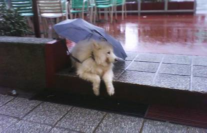 Psa je pokrio kišobranom i zavezao pa otišao u kafić