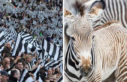 Sunday Sport: Zebra je ubila navijača Newcastlea na izletu