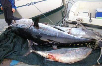 Tuna teška 150 kg vukla ribiče i brod dug 8 metara