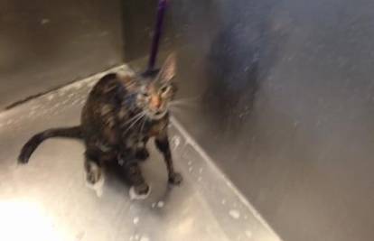 Mačka kupanju doslovce rekla 'nikad više' ! Pogledajte video