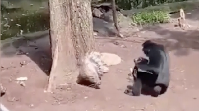 Nestašni majmun zadirkivao dikobraza pa bježao na drvo da izbjegne bodljikavu prijetnju