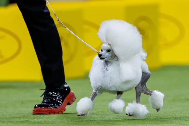 150th Annual Westminster Kennel Club Dog Show in New York City