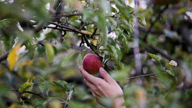 Đakovo: Marijan Bakula nudi ljudima da dođu u njegov voćnjak i sami si beru jabuke