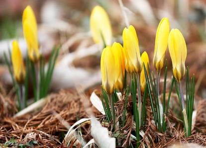 Spring messengers in Cologne