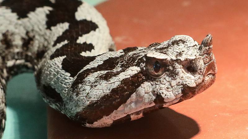 V Istri v nekaj dneh trije ugrizi poskokov, sedemletnemu dečku odpovedali organi