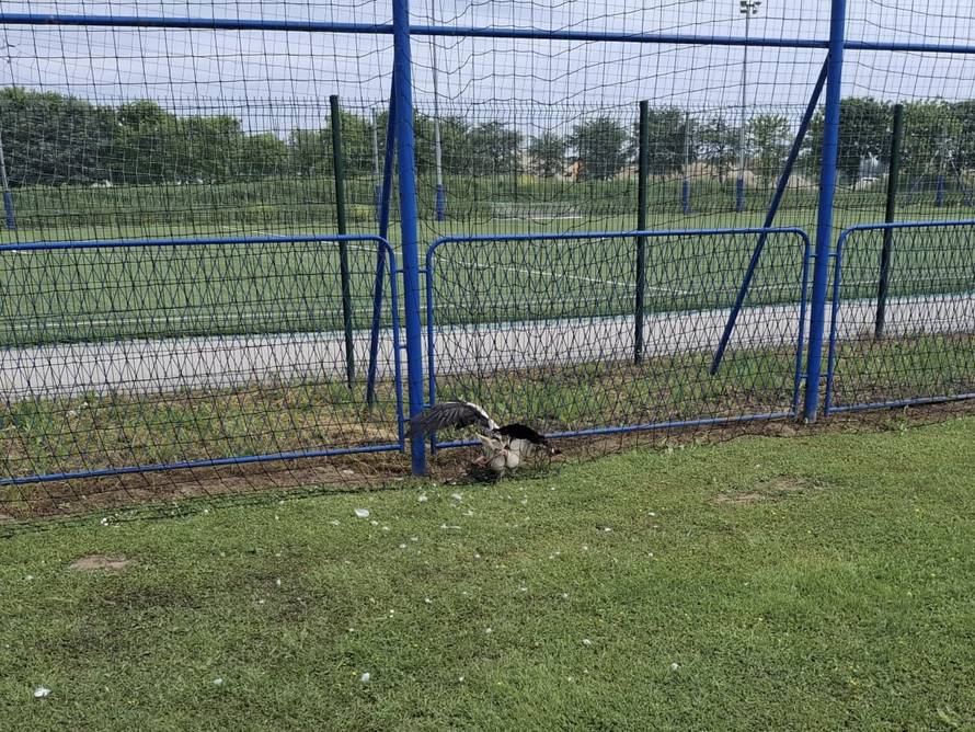 FOTO Zagrebački ZOO spasio je bijelu rodu zapetljanu u mreži na Jakuševcu: 'Roda u nevolji!'