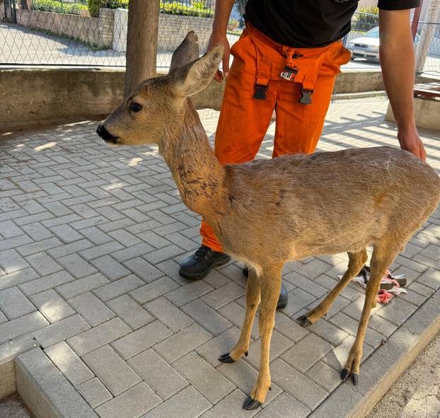 GALERIJA Psi izgrizli srnu u Zadru, veterinari su je zbrinuli: Možda će trebati na operaciju