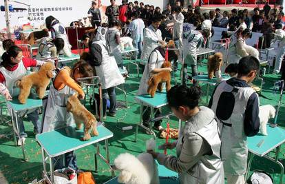 Kinezi zajedno pripremaju pse za veliku izložbu