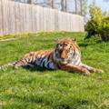 Strava u Engleskoj: Mladi&cacute; u&scaron;ao kod tigra, ovaj ga ubio! ZOO otkrio ho&cacute;e li uspavati &zcaron;ivotinju