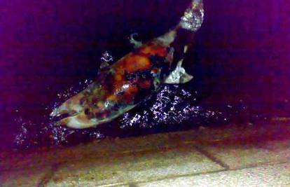 Zadar: Kod Morskih orgulja našli mrtvo mlado dupina