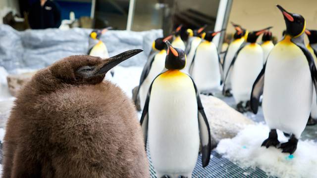 Big Baby! Penguin Chick Goes Viral After Outweighing His Parents Demolishing 25 Fish A Day