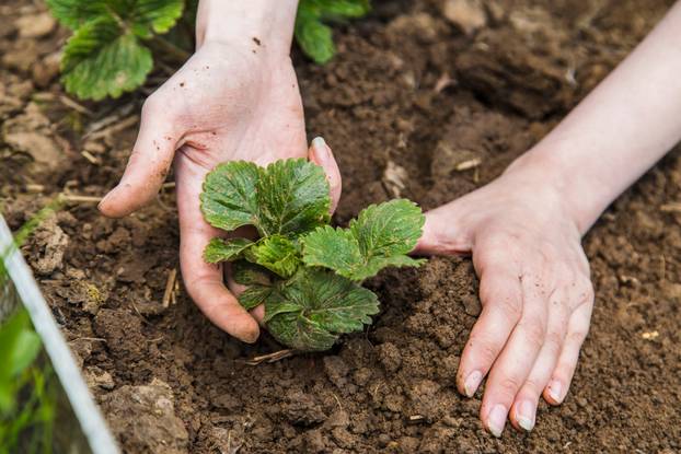Gardener hands planting strawberry