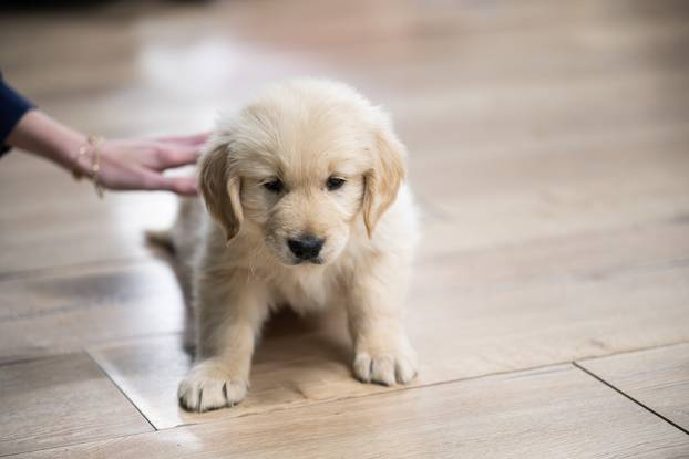 24SATA Paw Yoga, inovativni koncept joge koji je stigao u Hrvatsku