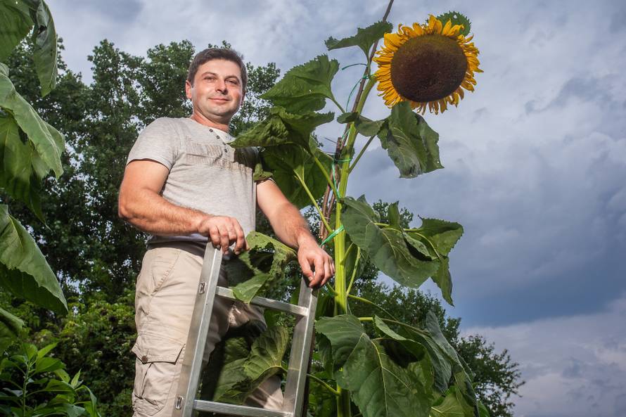 'Draga, povećao sam suncokret'
