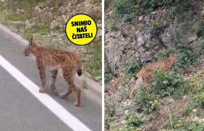 VIDEO Risa u opuštenoj šetnji snimio kraj Delnica. Šmugnuo kad je čuo Zečića iz automobila