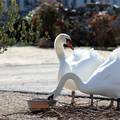 'Influenca podtipa H5N1 je potvrđena kod crvenokljunih labudova u čak tri županije'