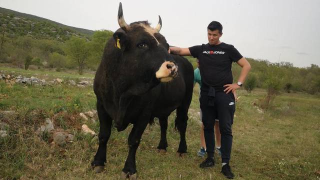 Mrcina iz Dicma: Nitko nije jači i opasniji od našeg bika Covida