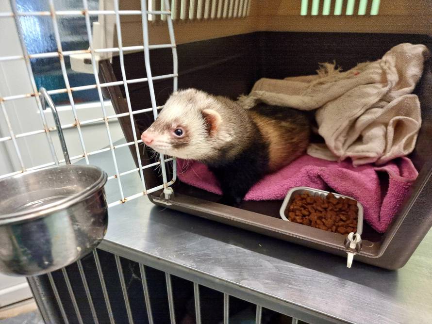 VIDEO Tvor zalutao u zgradu u Zagrebu i 'odmorio' u dječjim kolicima: 'Tražimo vlasnika...'