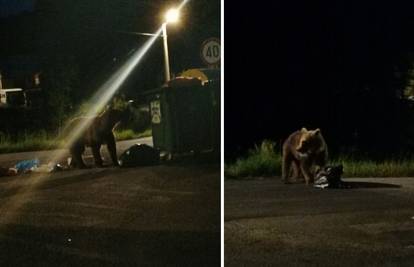 Nije rek'o dobar dan: Medo nam tri dana dolazi u selo i uzima hranu iz kontejnera