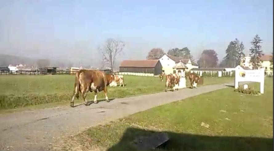 Krave "ne poštuju" prometne znakove: Vozači čekali prolaz 