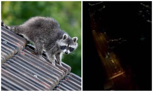 VIDEO Panika u Torontu: Rakun 'isključio' struju tisućama ljudi