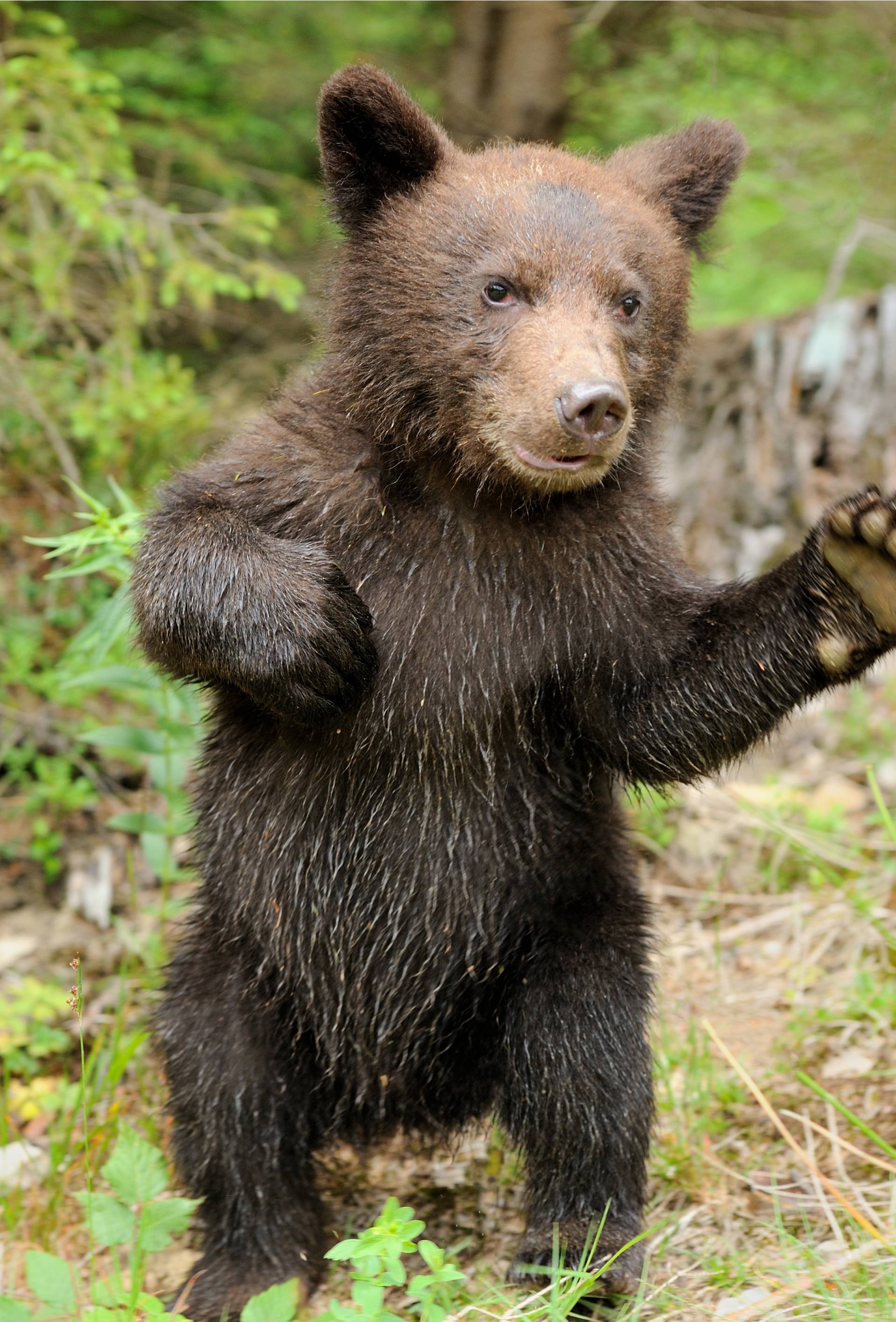 Brown bear cub