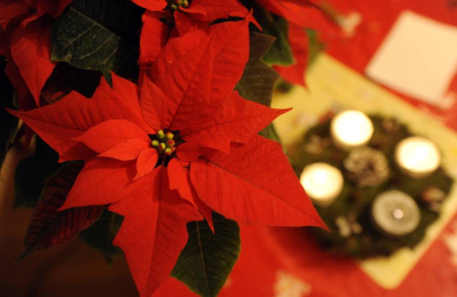 Održite Božićnu zvijezdu živom tijekom cijele godine, neka potraje i do sljedećih praznika