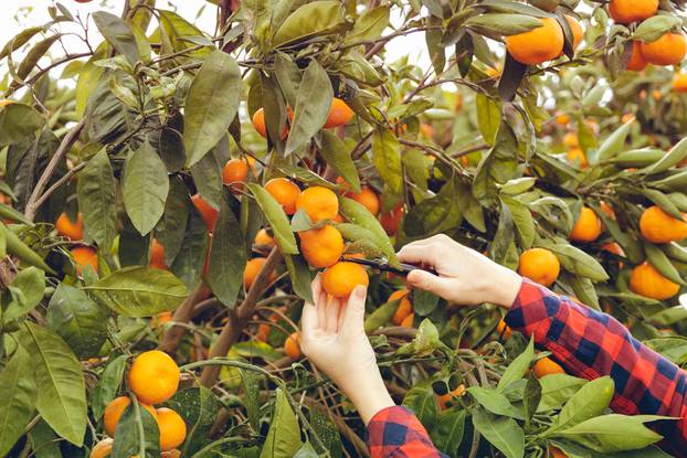 Farmer,Woman,Harvesting,Tangerines,In,An,Mandarin,Tree,Field