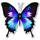 Butterfly_