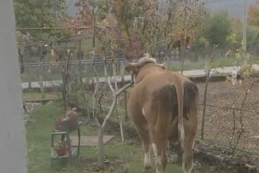 Bijesni bik hara selom: 'Djeca se boje i ne izlaze van. Uništava aute i napada ljude'