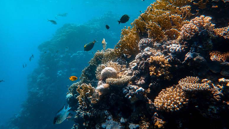 WWF poziva sredozemne vlade na 'Plavu strategiju oporavka'