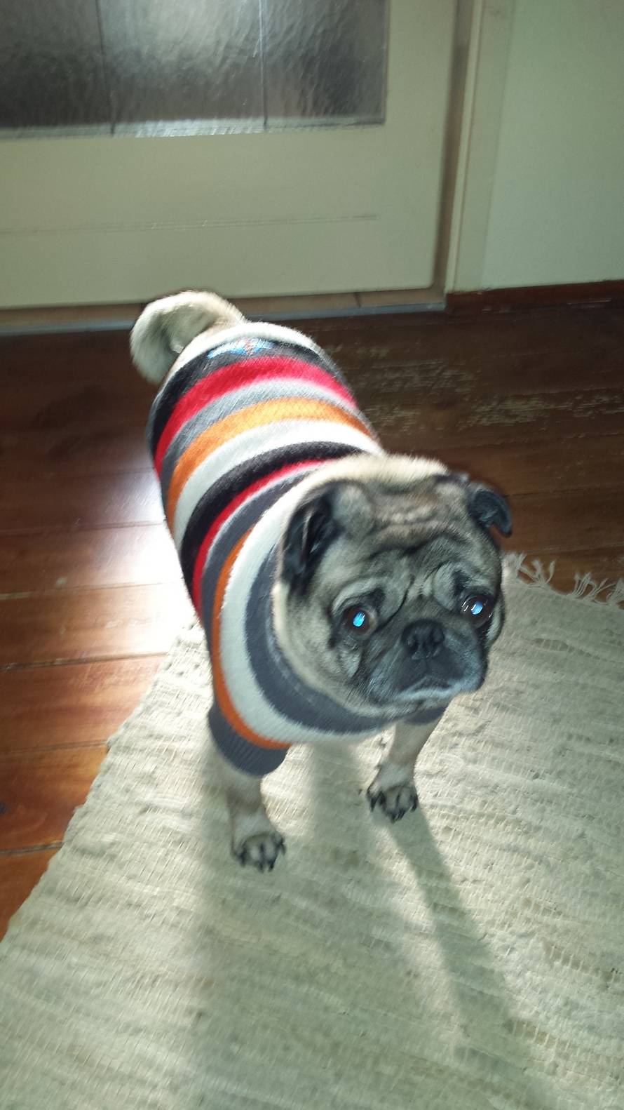 24ljubimci/Fotografije čitatelja