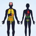 Evo zašto neke dijelove tijela imamo u paru - bubrezi, pluća...