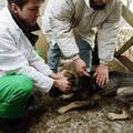 Već mjesec dana na tržištu nema cjepiva protiv zaraznih bolesti pasa, žale se veterinari