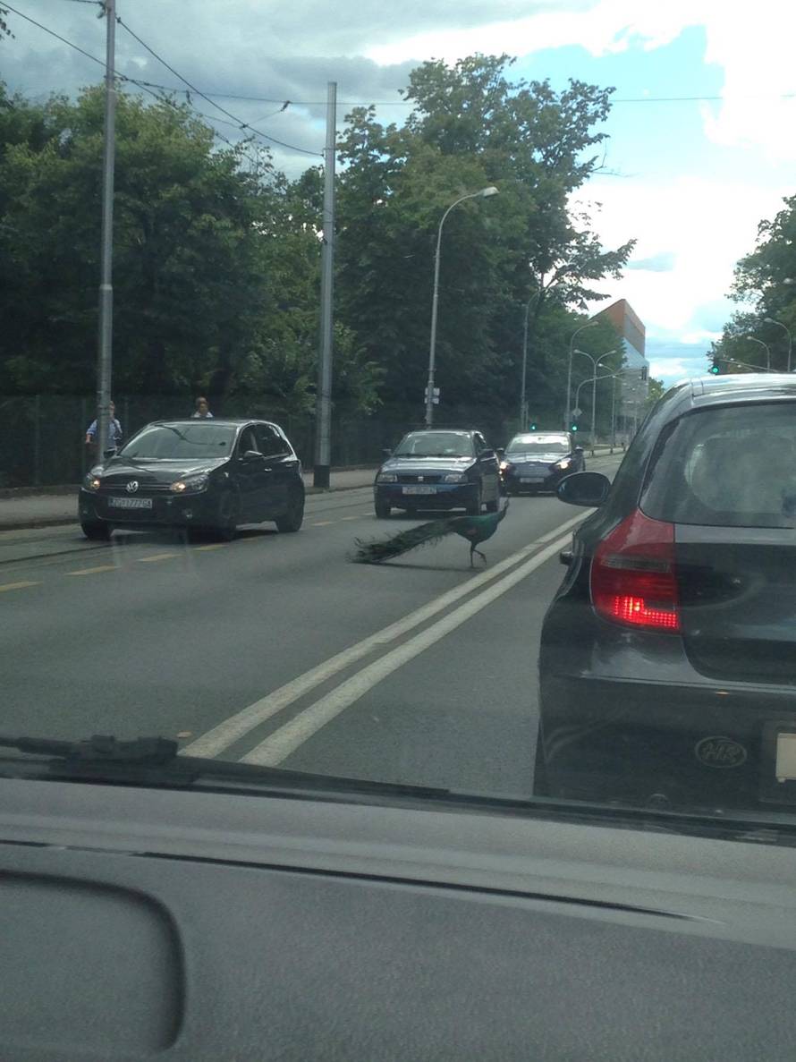 Paun u centru Zagreba: Odoh malo ‘baciti đir’ po gradu...