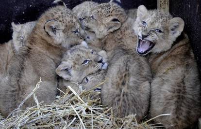 Serengeti: Bebe lavovi na sistematskom pregledu
