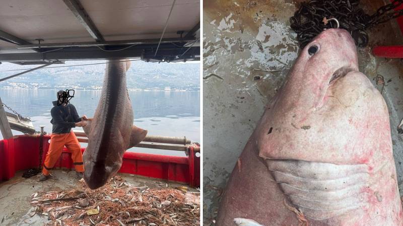 VIDEO Ribare kod Brača iznenadila grdosija od 4 metra: 'Držali smo ga živim pa pustili'