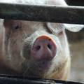 Mozak svinje održali na životu van tijela: 'Je li bila svjesna?'