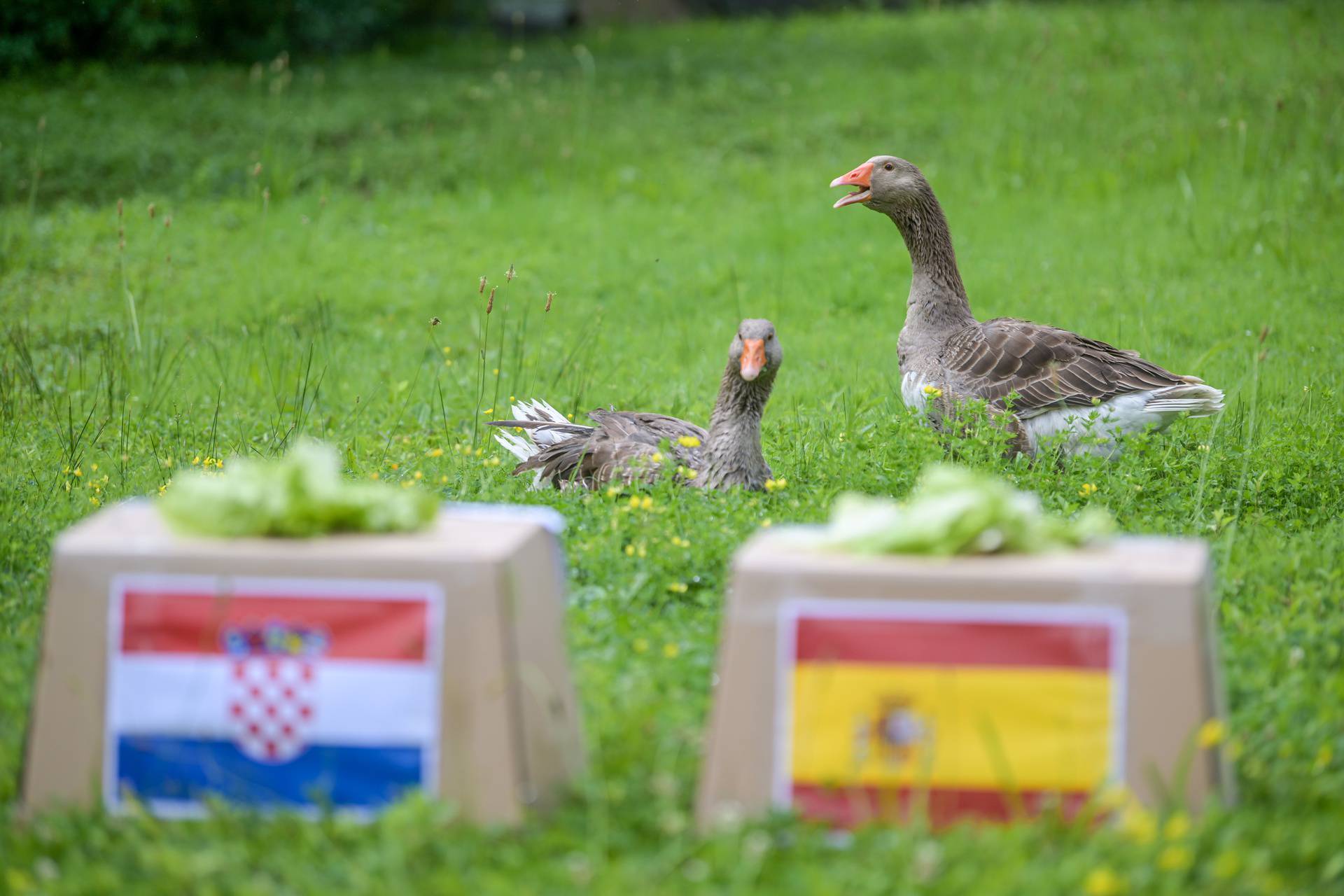 Zabok: Guska Severina prognozira tko će pobijediti na utakmici Hrvatska-Španjolska u subotu