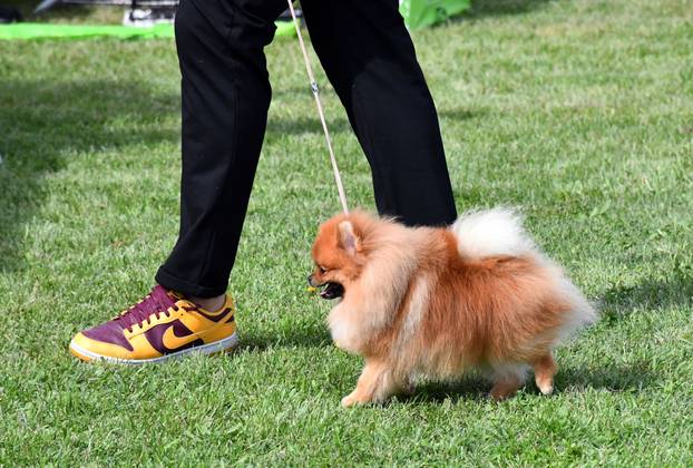 Nacionalna izložba pasa CAC HR održava se u Slavonskom Brodu