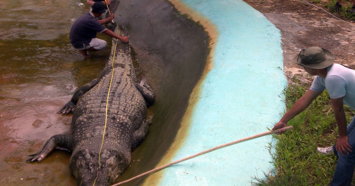 Specialist in crocodiles confesses to sexually assaulting more than 40 dogs, whilst also possessing videos involving minors: Judge expresses grave concern