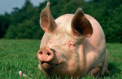 Hrvatskoj ponovno zabranjen izvoz svinja i svinjskog mesa