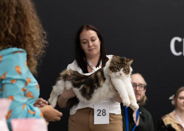 FOTO Velika izložba mačaka u Zagrebu: Predstavljene i jedinstvene modne kreacije
